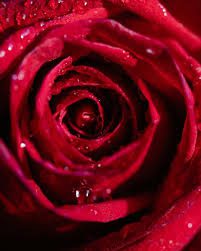 CASANICHE "LA ROSA QUE NUNCA TE DI" 50 ML EXTRAIT DE PARFUM